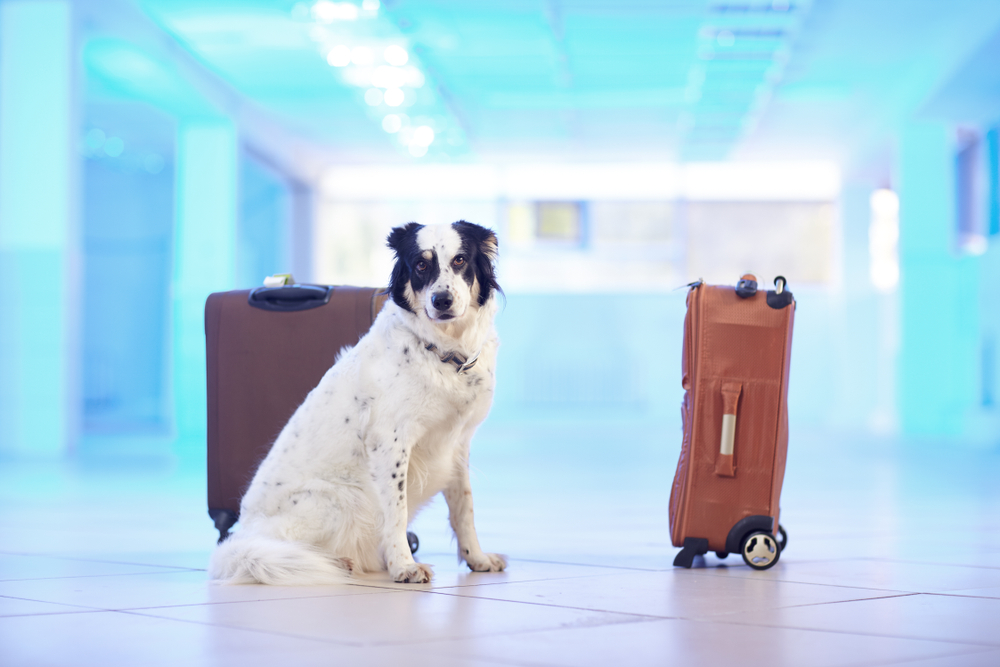 Traveling with Pets? Here’s How to Make Airport Parking Stress-Free